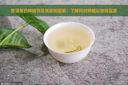 普洱茶的种植节及其影响因素：了解何时种植以获得品质