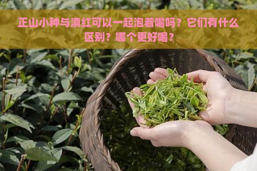 正山小种与滇红可以一起泡着喝吗？它们有什么区别？哪个更好喝？