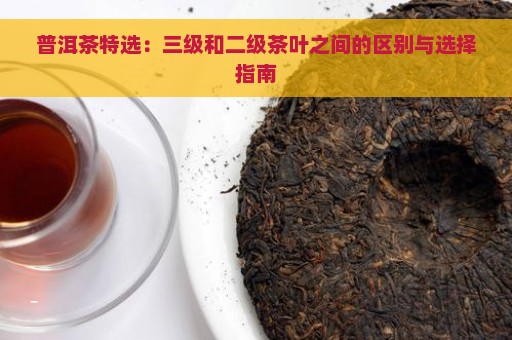 普洱茶特选：三级和二级茶叶之间的区别与选择指南