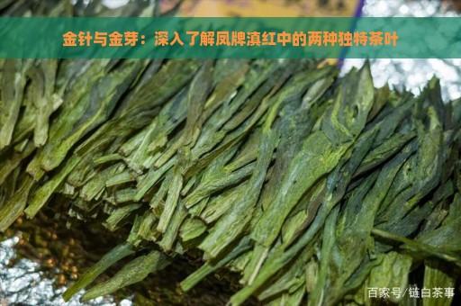 金针与金芽：深入了解凤牌滇红中的两种独特茶叶