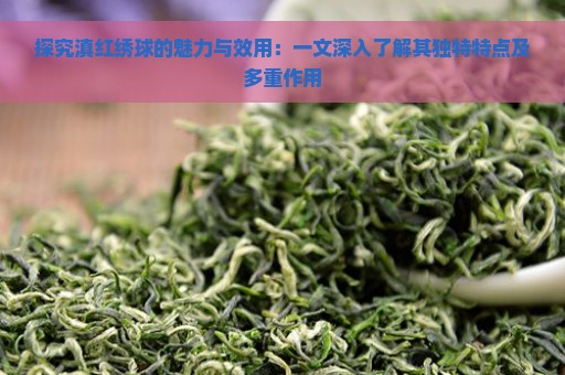 探究滇红绣球的魅力与效用：一文深入了解其独特特点及多重作用