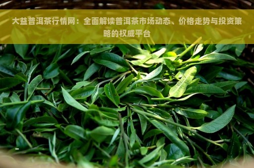 大益普洱茶行情网：全面解读普洱茶市场动态、价格走势与投资策略的权威平台