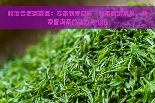 临沧普洱茶茶区：春茶新芽初长，秋茶硕果累累，探索普洱茶的魅力与价值