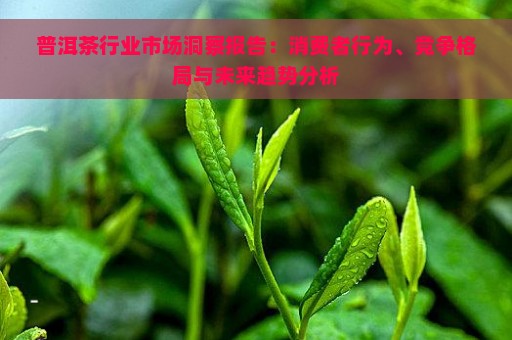 普洱茶行业市场洞察报告：消费者行为、竞争格局与未来趋势分析