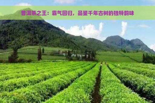 普洱茶之王：霸气回归，品鉴千年古树的独特韵味