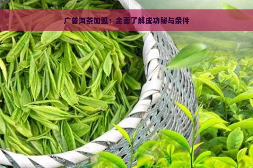 广普洱茶加盟：全面了解成功秘与条件