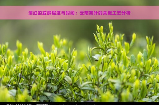 滇红的发酵程度与时间：云南茶叶的关键工艺分析