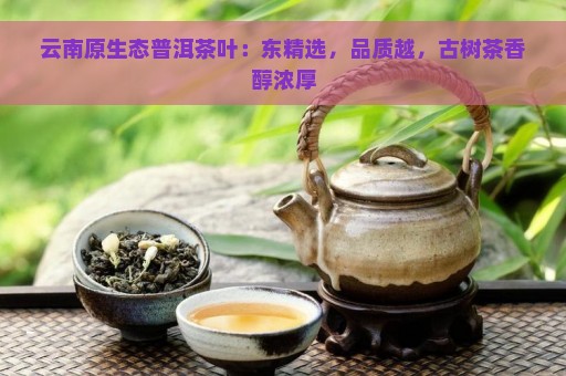 云南原生态普洱茶叶：东精选，品质越，古树茶香醇浓厚