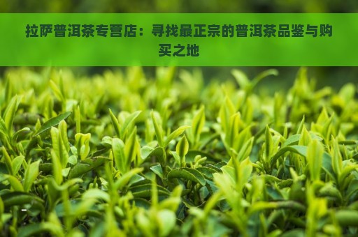 拉萨普洱茶专营店：寻找最正宗的普洱茶品鉴与购买之地