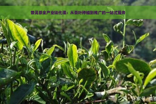 普洱茶全产业链代理：从茶叶种植到推广的一站式服务