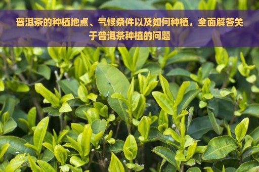 普洱茶的种植地点、气候条件以及如何种植，全面解答关于普洱茶种植的问题