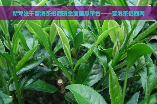 新专注于普洱茶招商的全面信息平台——普洱茶招商网