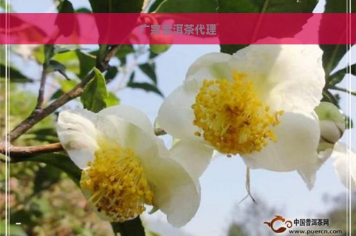 广宗普洱茶代理