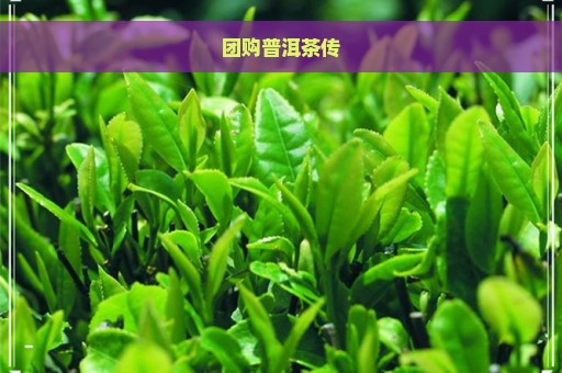 团购普洱茶传