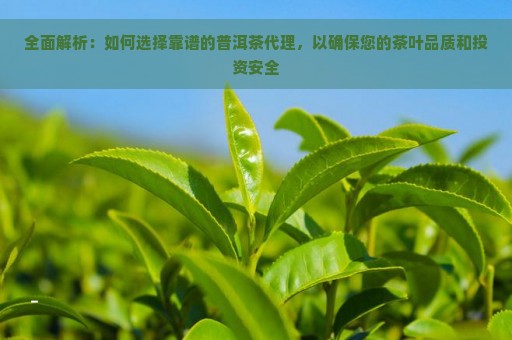 全面解析：如何选择靠谱的普洱茶代理，以确保您的茶叶品质和投资安全