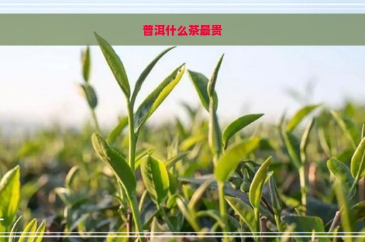 普洱什么茶最贵