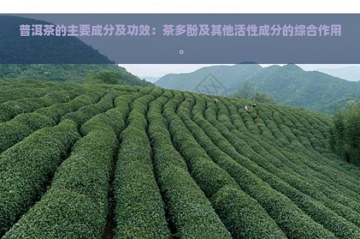 普洱茶的主要成分及功效：茶多酚及其他活性成分的综合作用。