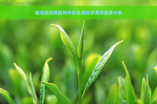 普洱茶叶的独特外形及其科学美学原理分析