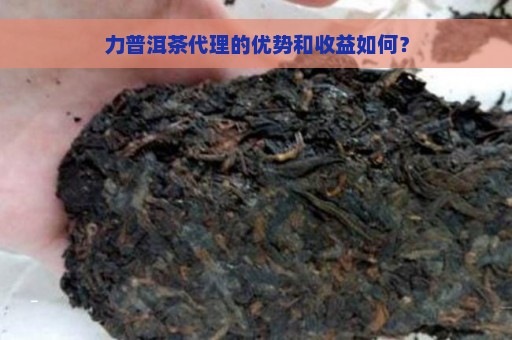 力普洱茶代理的优势和收益如何？