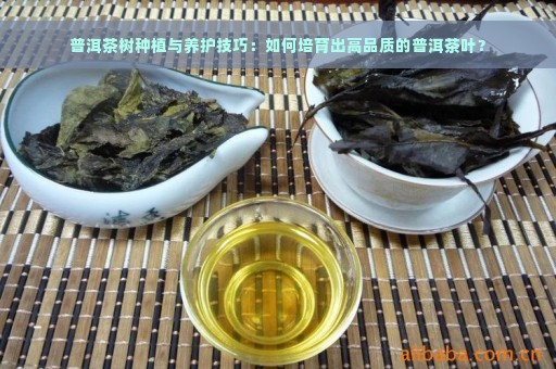 普洱茶树种植与养护技巧：如何培育出高品质的普洱茶叶？