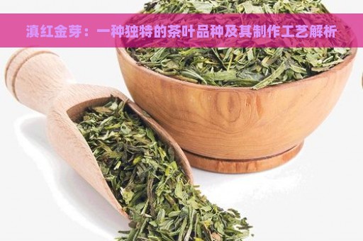 滇红金芽：一种独特的茶叶品种及其制作工艺解析