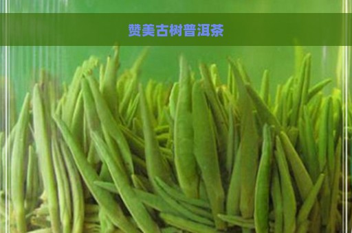 赞美古树普洱茶