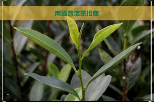 南通普洱茶招商