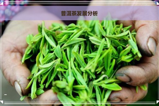 普洱茶发展分析