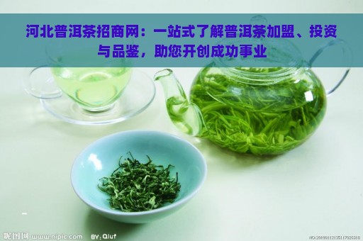 河北普洱茶招商网：一站式了解普洱茶加盟、投资与品鉴，助您开创成功事业