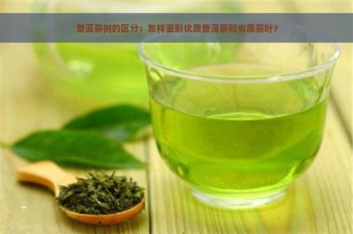 普洱茶树的区分：怎样鉴别优质普洱茶和劣质茶叶？