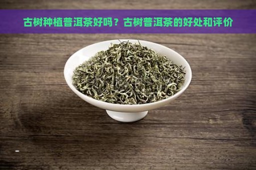 古树种植普洱茶好吗？古树普洱茶的好处和评价