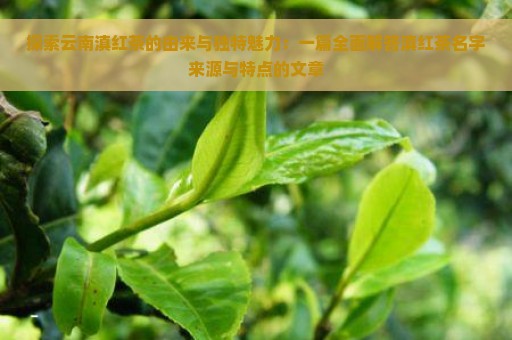 探索云南滇红茶的由来与独特魅力：一篇全面解答滇红茶名字来源与特点的文章