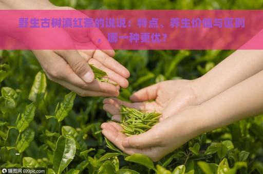 野生古树滇红茶的说说：特点、养生价值与区别，哪一种更优？