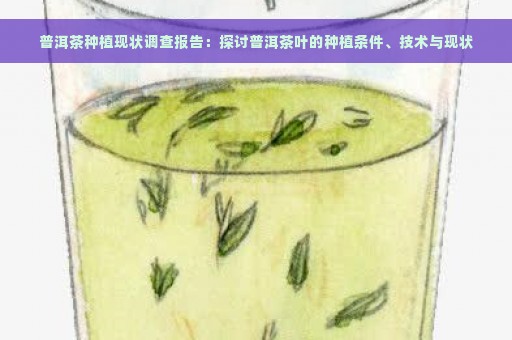 普洱茶种植现状调查报告：探讨普洱茶叶的种植条件、技术与现状