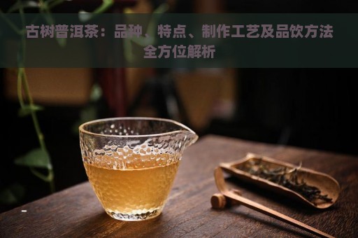 古树普洱茶：品种、特点、制作工艺及品饮方法全方位解析