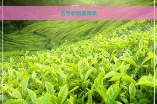 古茗新韵普洱茶