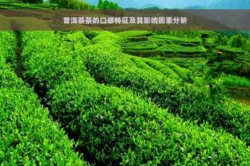 普洱茶茶的口感特征及其影响因素分析