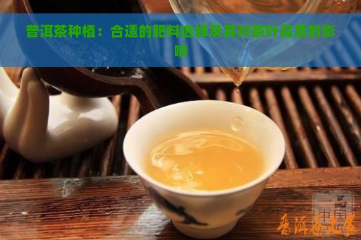 普洱茶种植：合适的肥料选择及其对茶叶品质的影响