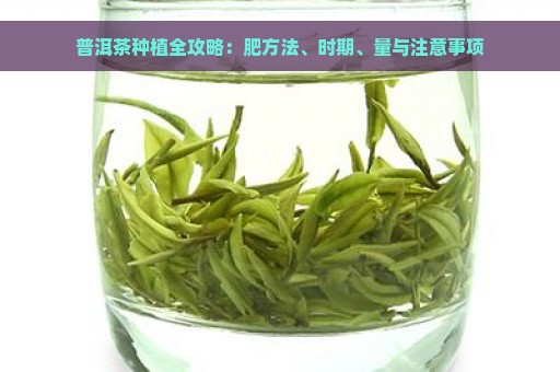 普洱茶种植全攻略：肥方法、时期、量与注意事项