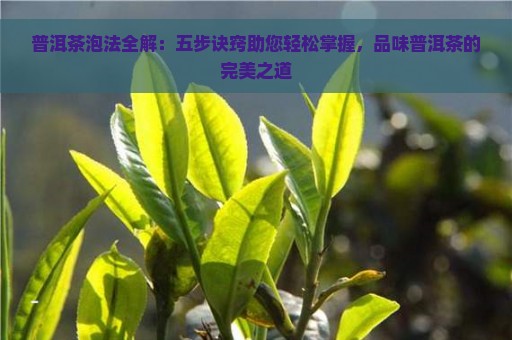 普洱茶泡法全解：五步诀窍助您轻松掌握，品味普洱茶的完美之道