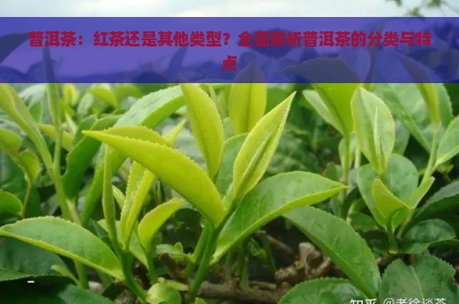 普洱茶：红茶还是其他类型？全面解析普洱茶的分类与特点