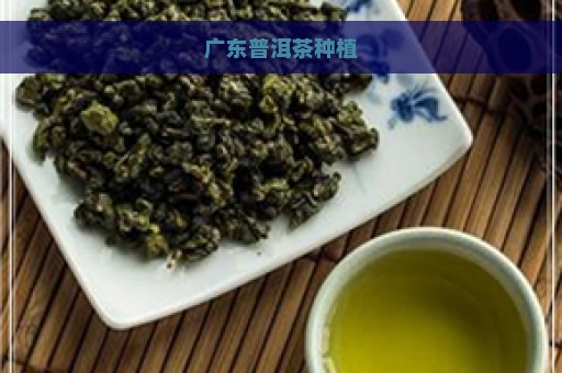 广东普洱茶种植