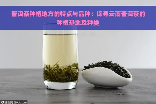 普洱茶种植地方的特点与品种：探寻云南普洱茶的种植基地及种类