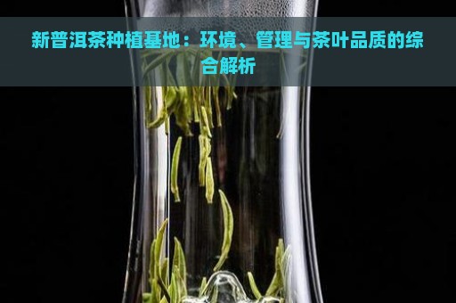 新普洱茶种植基地：环境、管理与茶叶品质的综合解析