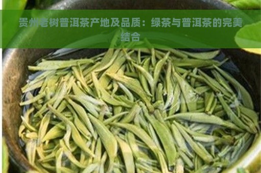 贵州老树普洱茶产地及品质：绿茶与普洱茶的完美结合