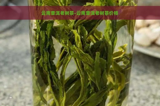 云南普洱老树茶-云南普洱老树茶价格