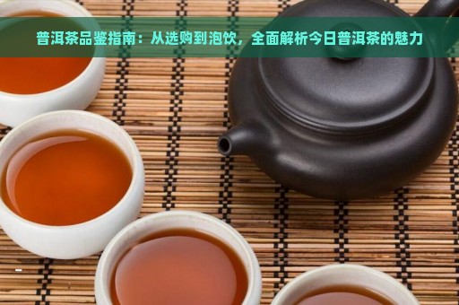 普洱茶品鉴指南：从选购到泡饮，全面解析今日普洱茶的魅力