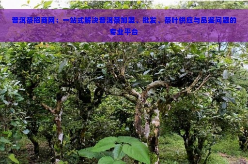 普洱茶招商网：一站式解决普洱茶加盟、批发、茶叶供应与品鉴问题的专业平台