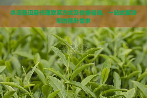 本溪普洱茶代理联系方式及价格咨询，一站式解决您的茶叶需求