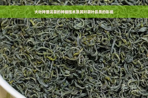 大叶种普洱茶的种植技术及其对茶叶品质的影响